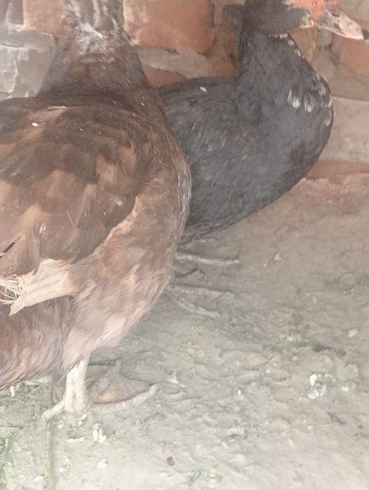 Индоутка селезный, молодые яйцо несут.