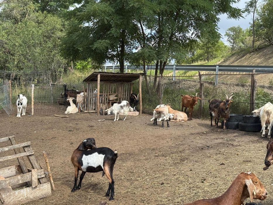 Vând capre Anglo-Nubian