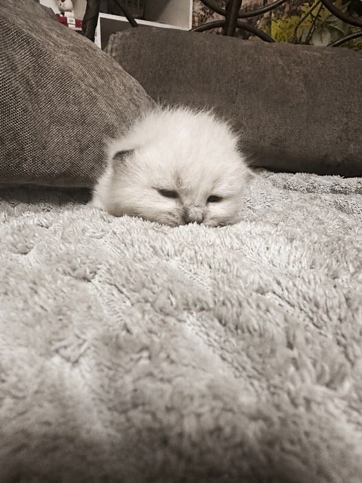 Кошечка - полушотландка
