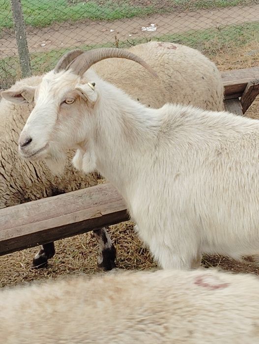 Vând 10 capre și 5 ezi ,sunt capre de ținut nu sunt reforme.