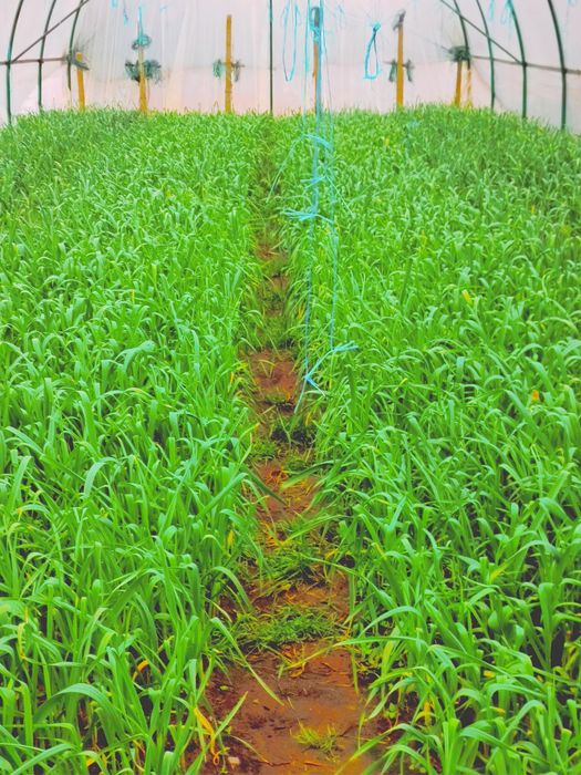 Usturoi verde pentruPaste