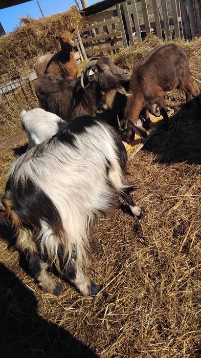 De vanzare 2 capre si 4 iede de un an