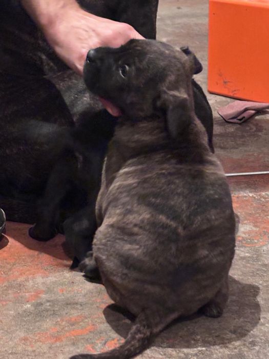 Продам щенков питбуля