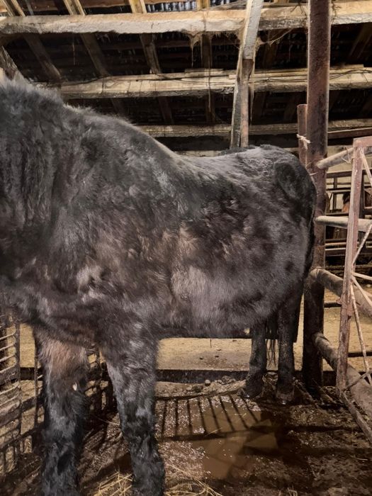 Семіз бие сатылады откормда тұрған