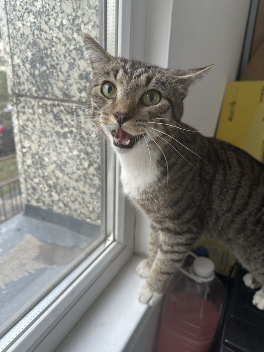Отдам кота красавчика