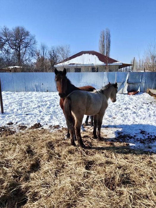Кабыла с жеребенком