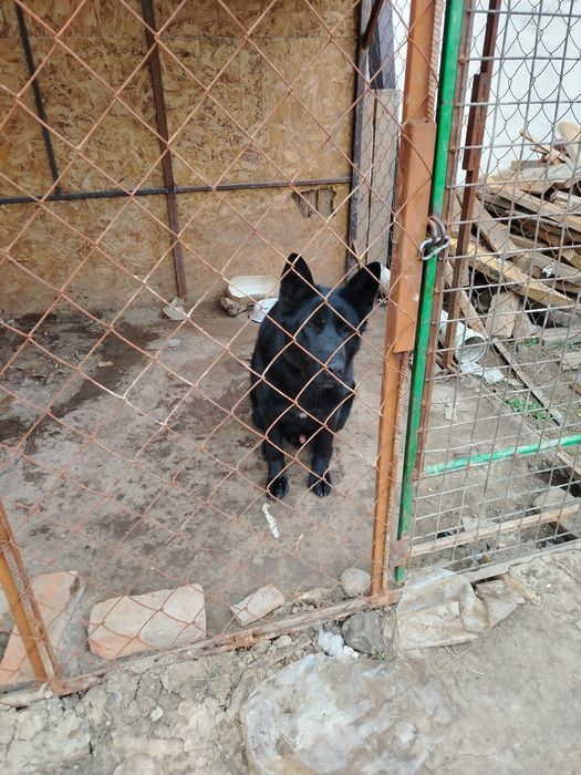 Немецкая овчарка