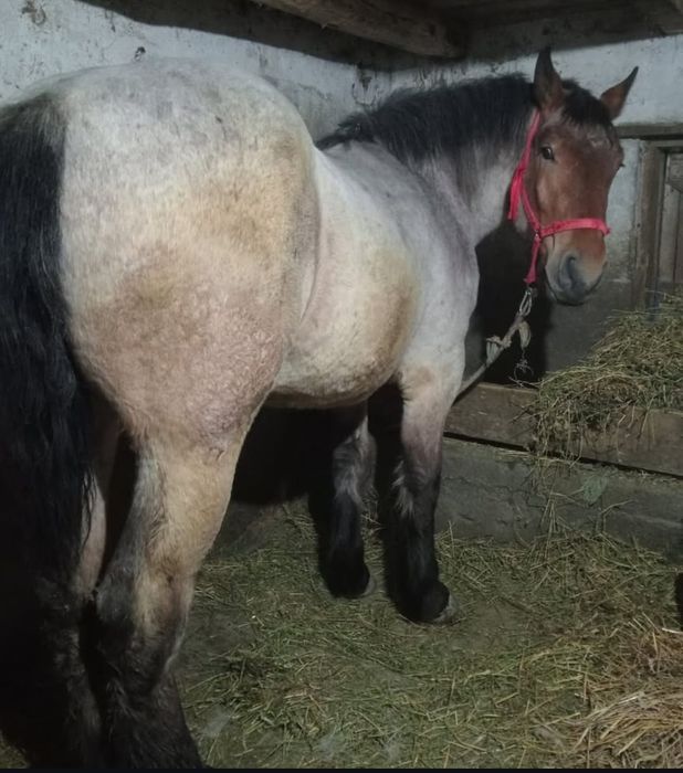 Mânză de  vânzare