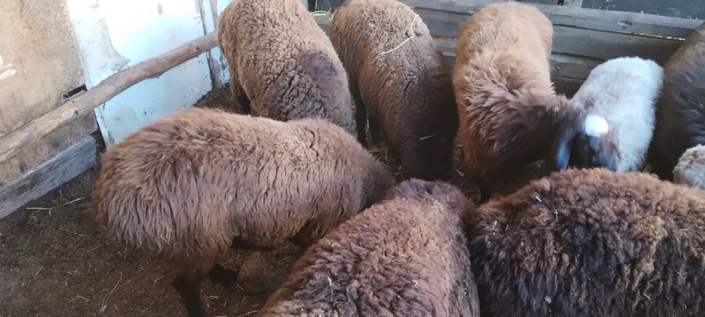 4 головы баран породы гиссар