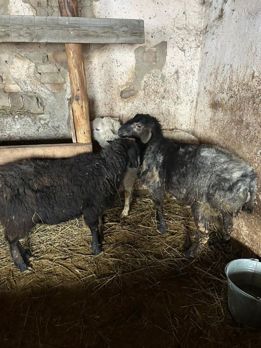 Продам баранов , кошкаров