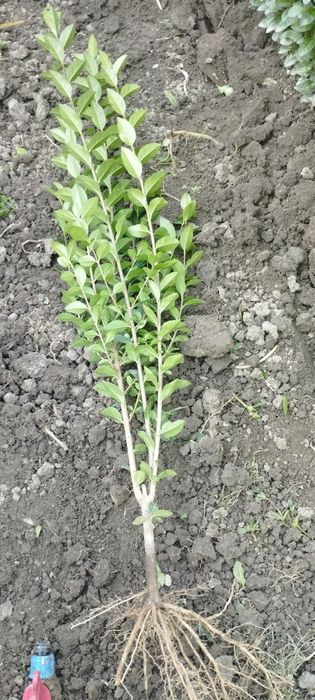 Лигуструм - Жив плет