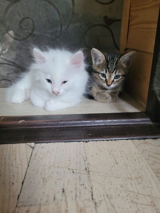 Котята 1,5 месяца