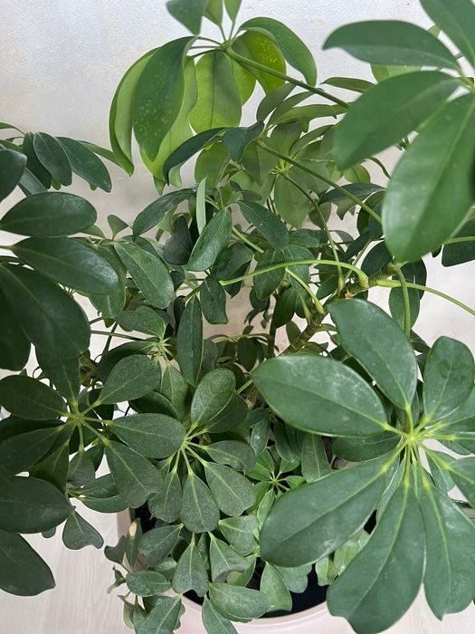 Продам цветы)