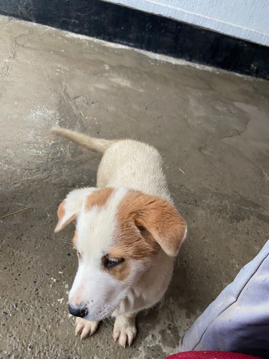 ит сатылады 10к.