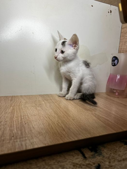 бесплатно КОтята Алматы