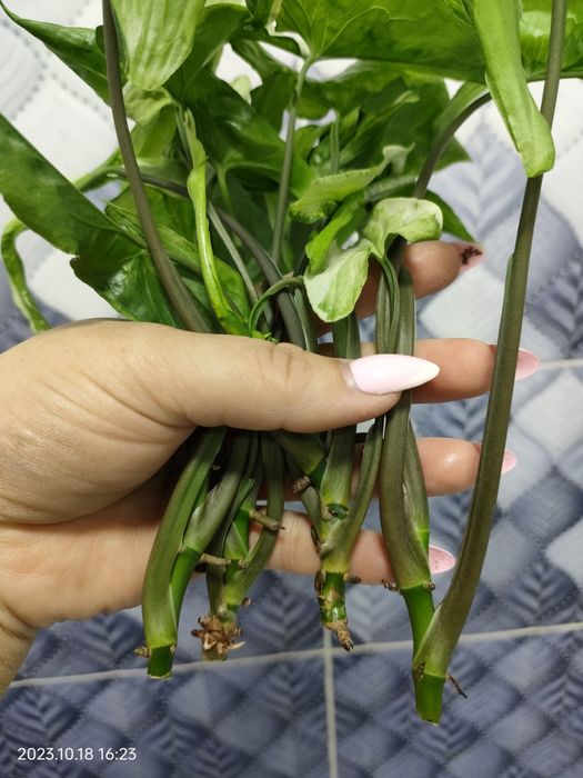 Комнатные растения.