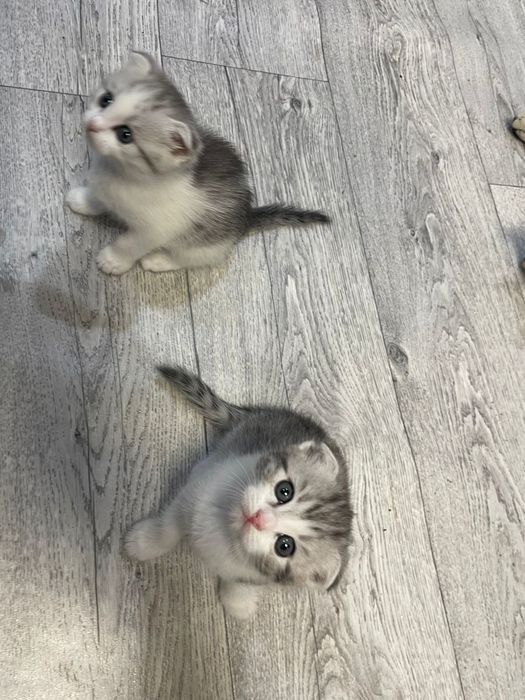 Продам котят Скоттиш фолд