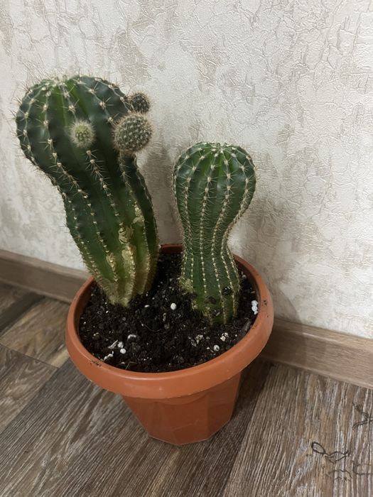 Комнатные цветы Кактусы