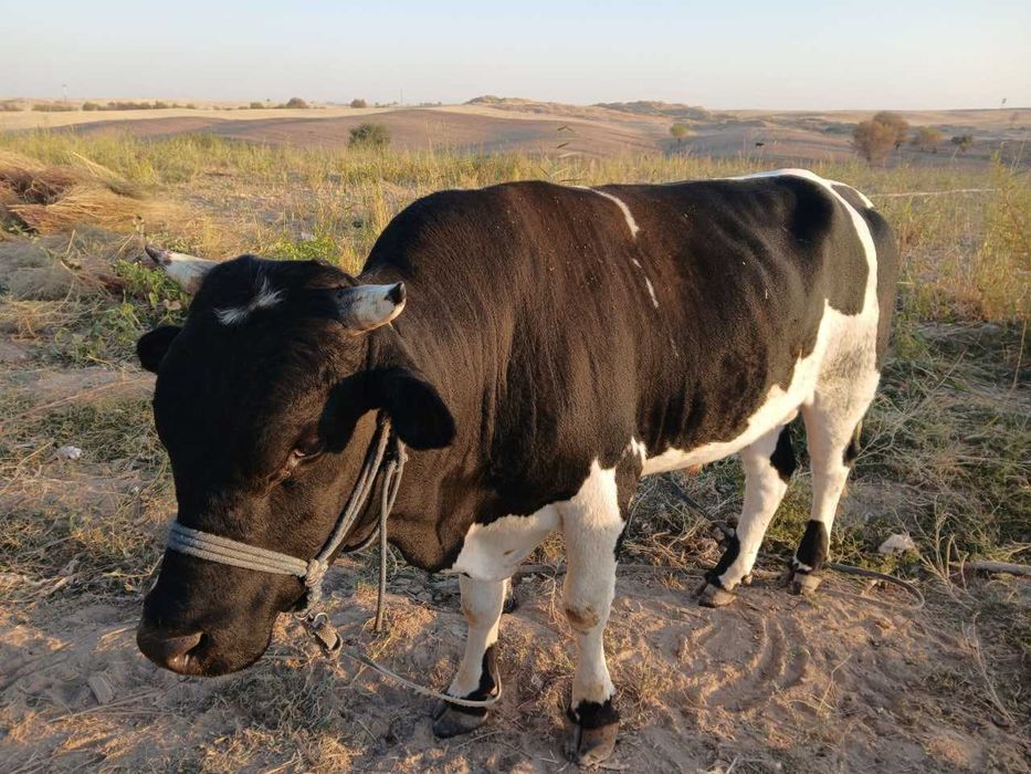 Жалақудуқ тумани бўйлаб гўшт ва гўшт махсулотлари