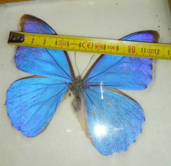 Fluture Morpho Anaxibia inramat