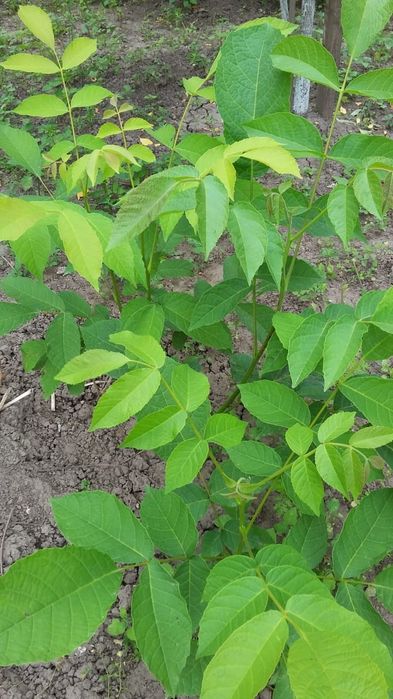 Грецкий орех саженцы