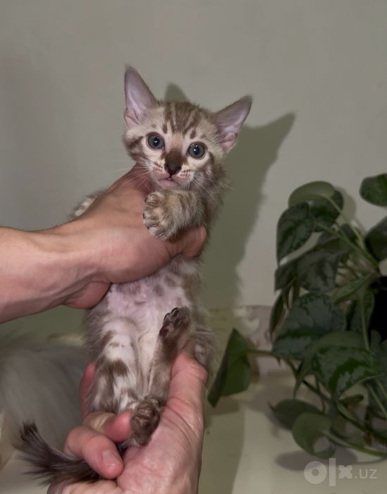 Снежные бенгальские котята