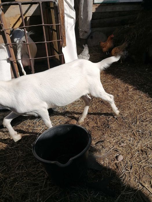 Пролом молодых козочек