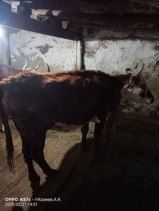 Сиыр сатылады екі туған