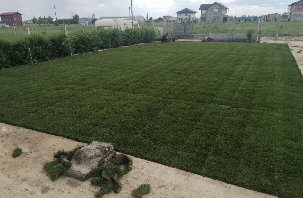 Producător gazon rulou 24 de lei m2.Transport și montaj inclus în preț