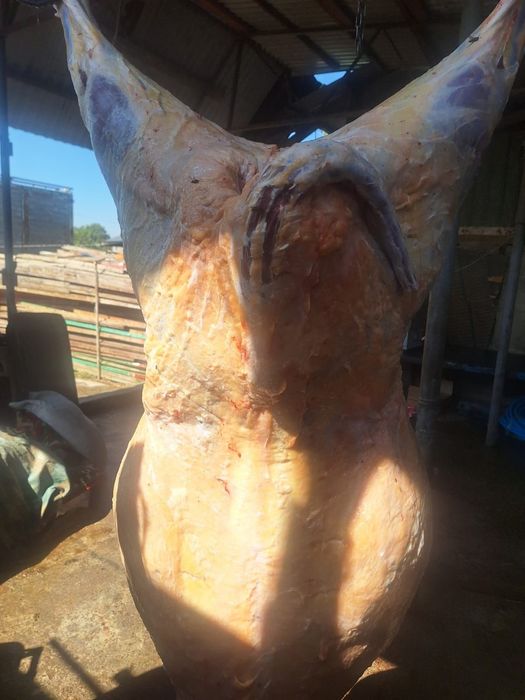 Жылкы/Конина/Сиыр/Говядина