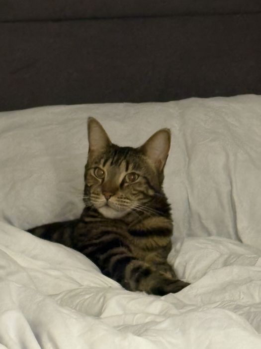 Отдам кошку даром