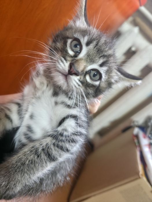 Котята домашние полтора месячные
