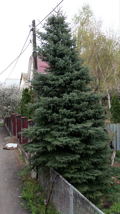 Продам крупномерную голубую ель