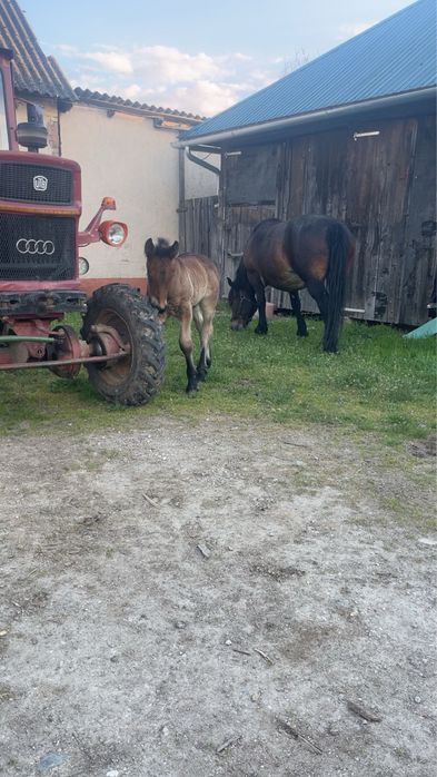 Vand iapa cu manz