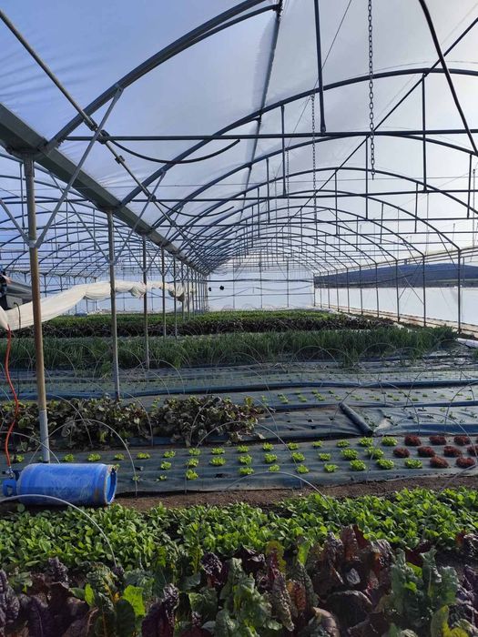 Поцинкована конструкция- оранжерия