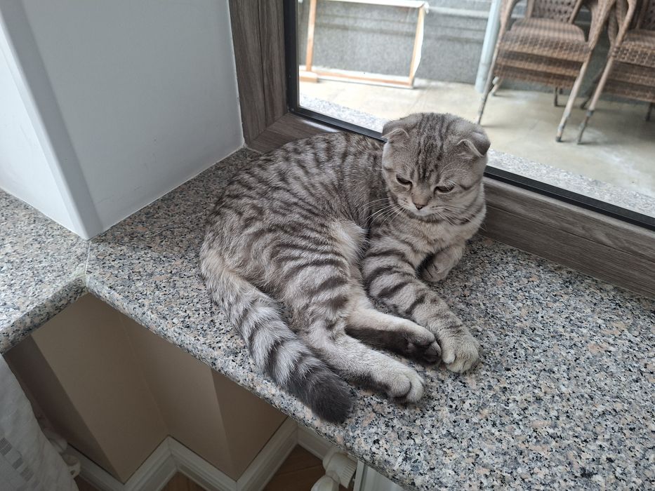 Срочно!!! Гибрид мушук хамма нарсаси билан берворамиз