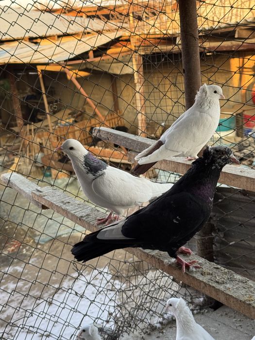 Шейка голубка жук самец бакинцы