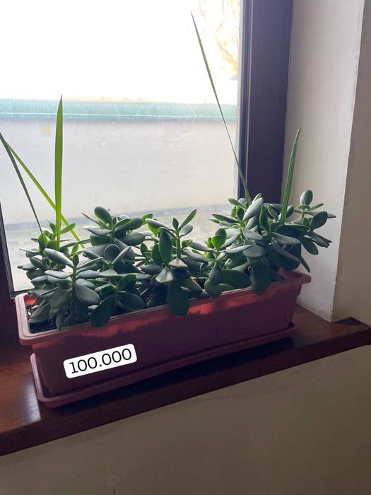 Гуллар сотилади Срочно !