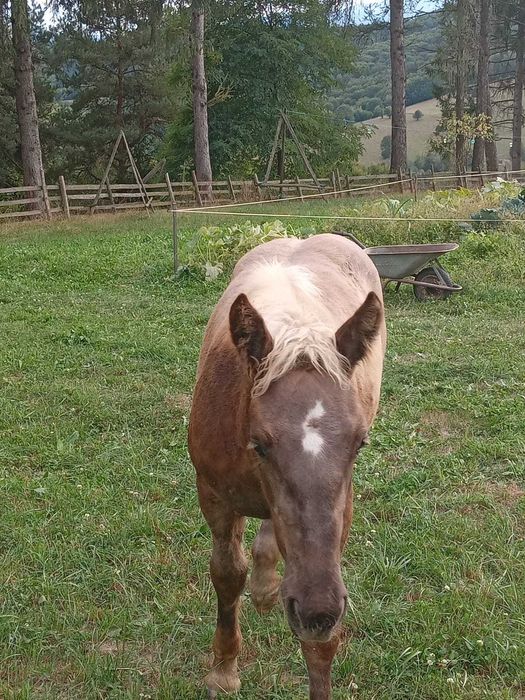 Vand manza cu varsta de 5 luni