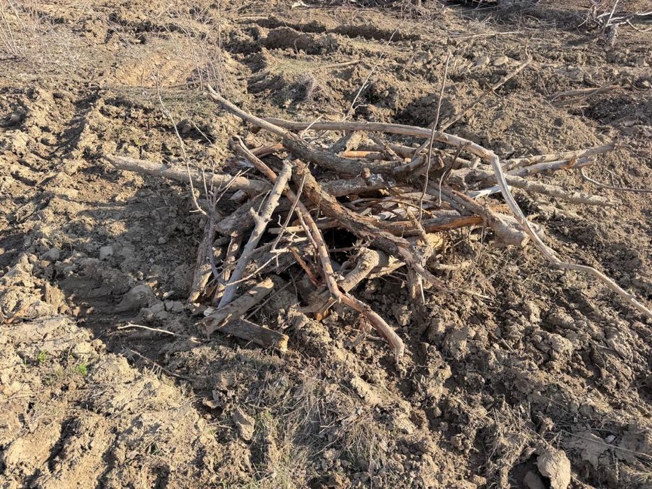 Дрова, деревья яблони