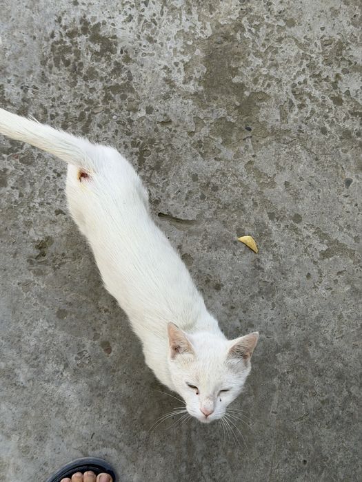 Mushuk 2xil rangli ko’zli, oq rang qiz bola mushuk
