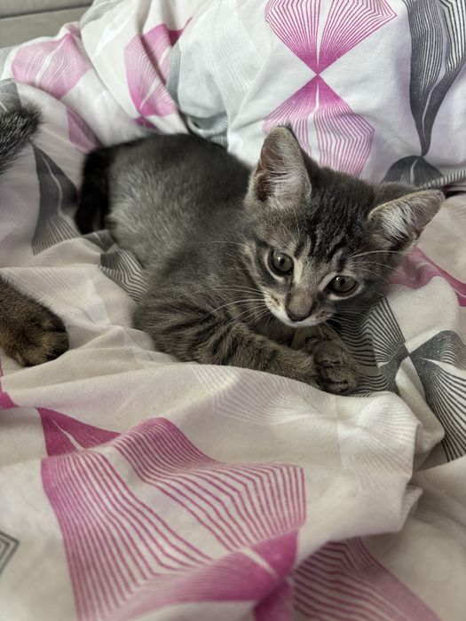 pui de pisici dau spre adoptie