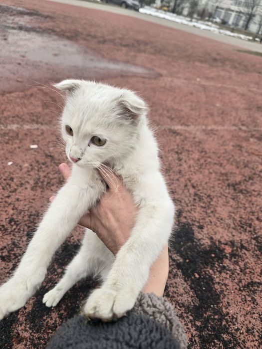 Срочно котёнку нужен дом
