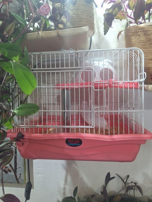 Продам сирийских хомячков))