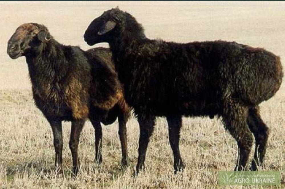 Бараны Овцы Юго восток Токты