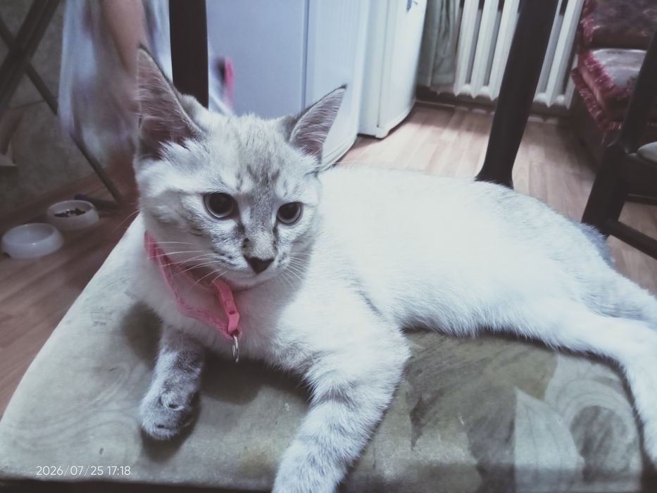 Отдам котёнка 5 месяцев