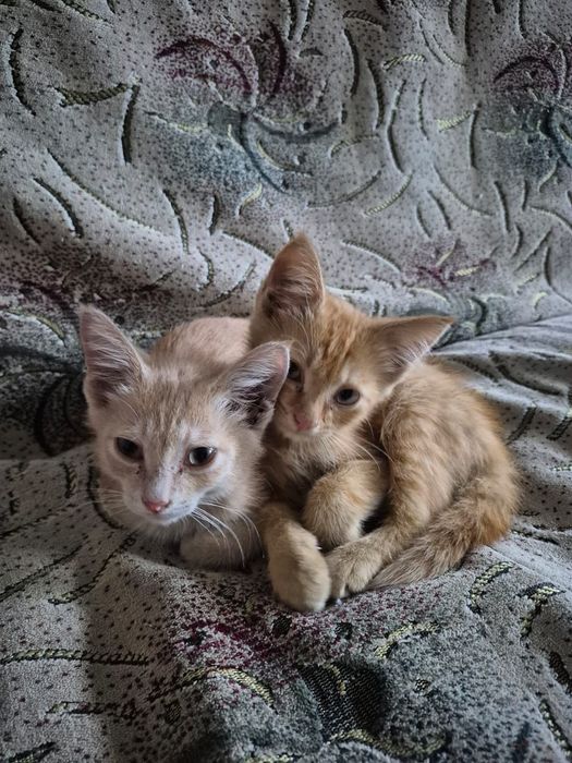 Отдам котят бесплатно