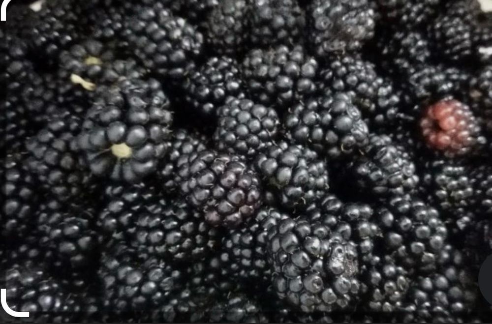 Замороженная ежемалина