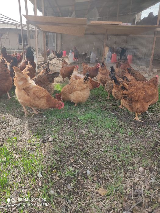 Koreys xan xap tovuq jojalari sotuvda