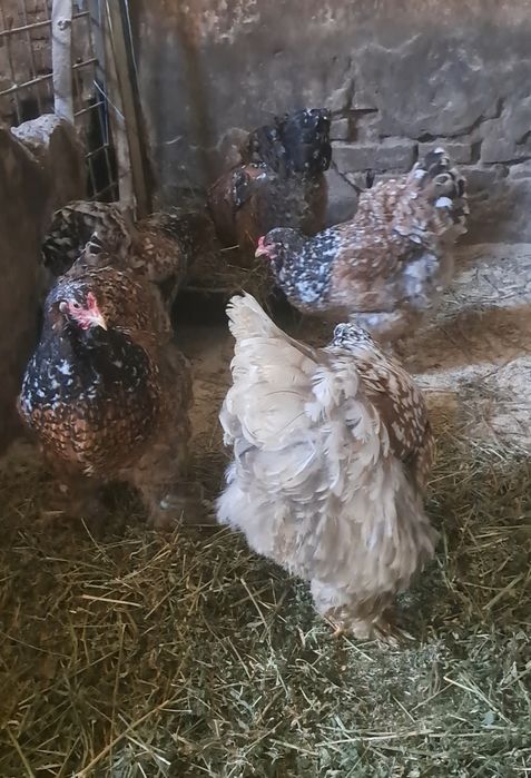 Oua brahma pentru incubat